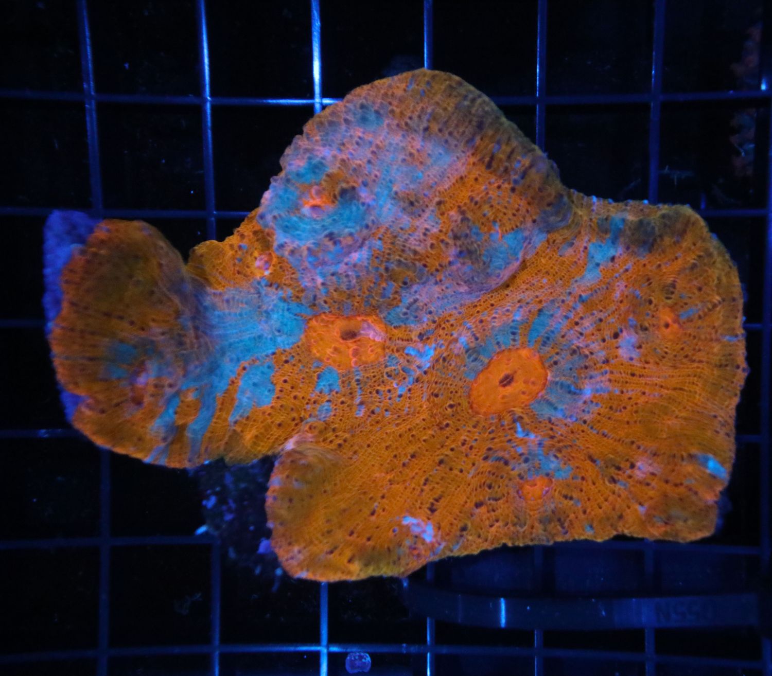 Painted Chalice Colony