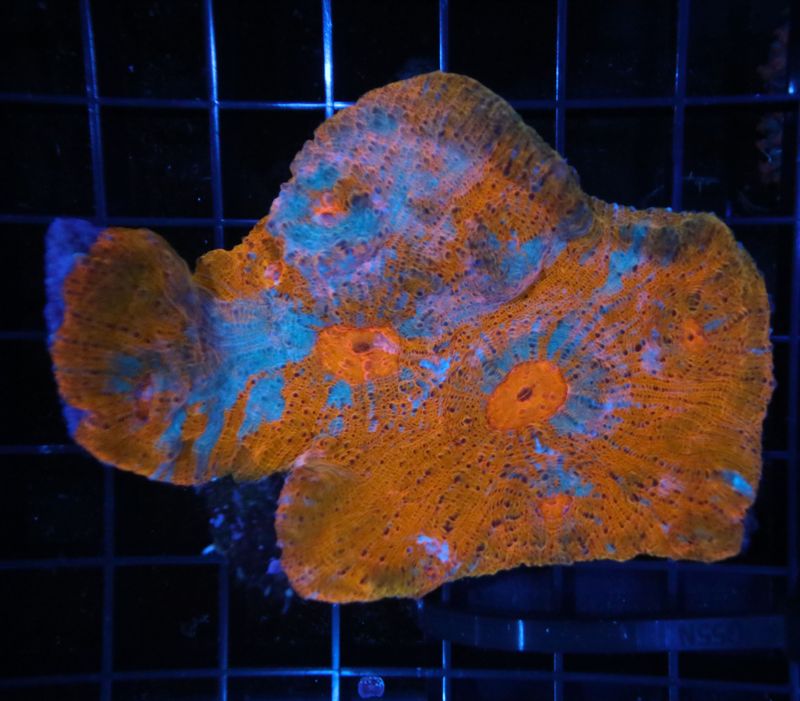 Painted Chalice Colony