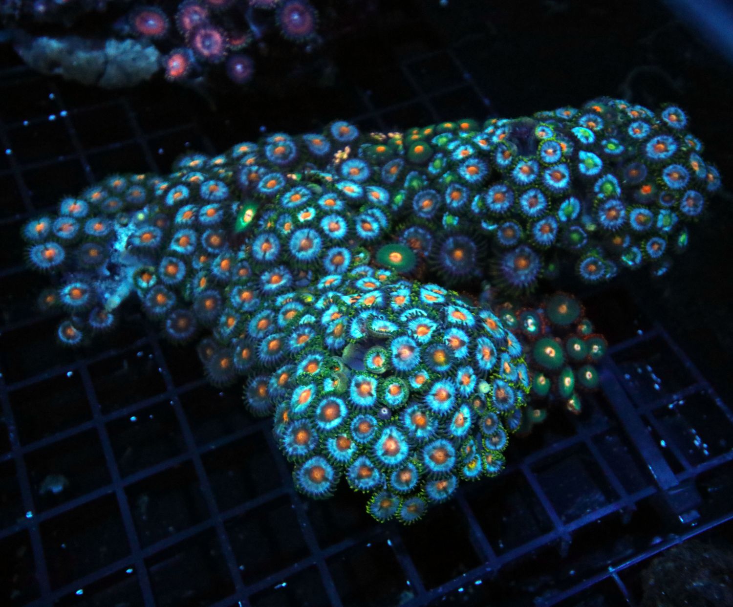 Ultra Zoa Combo Colony