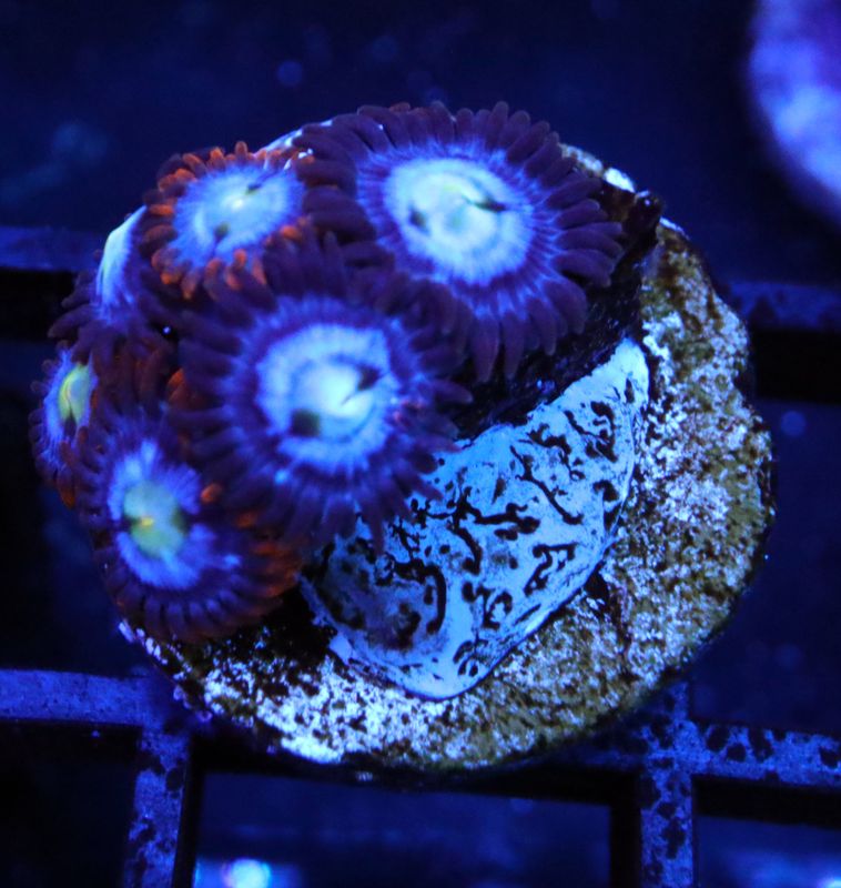 FIRE AND ICE ZOANTHID 4 POLYPS