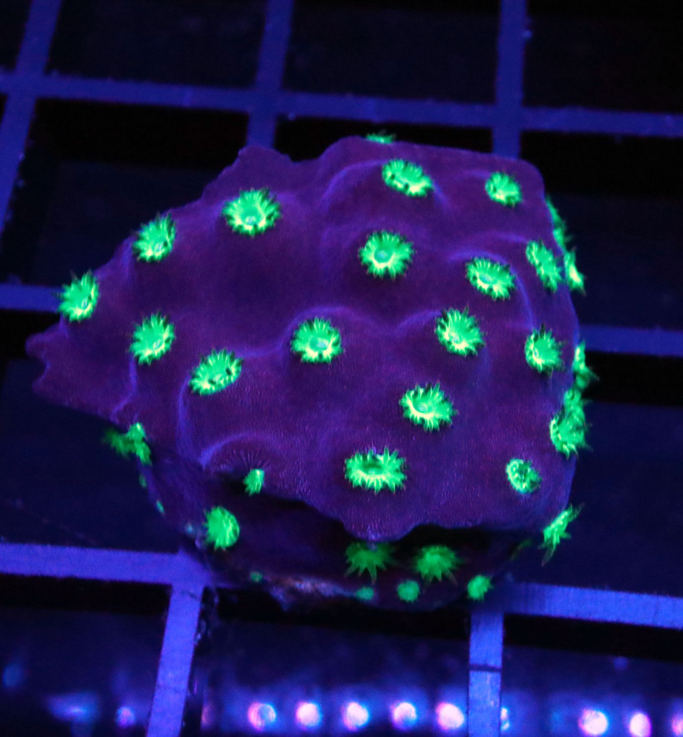 Blacklight Cyphastrea Appx:: 1.5 inches