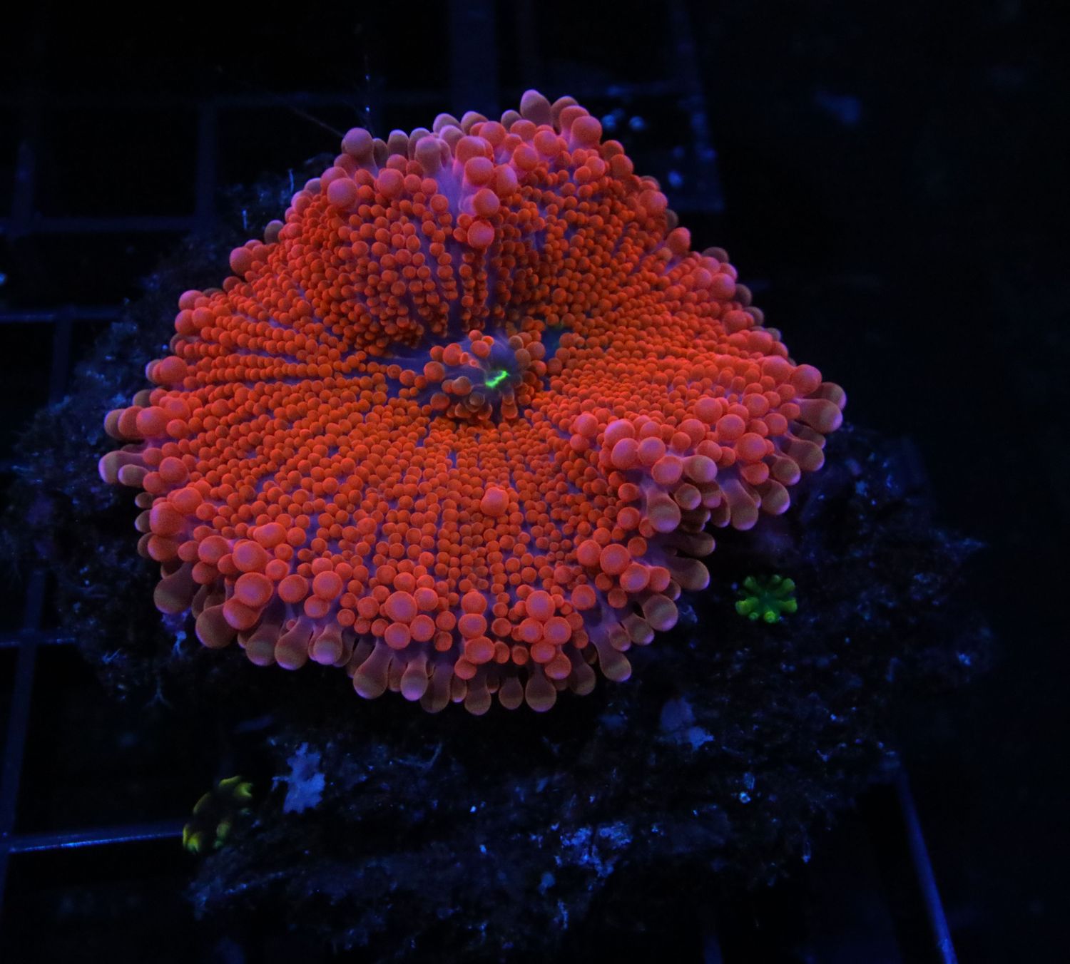 Hot Pink Ricordea Yuma