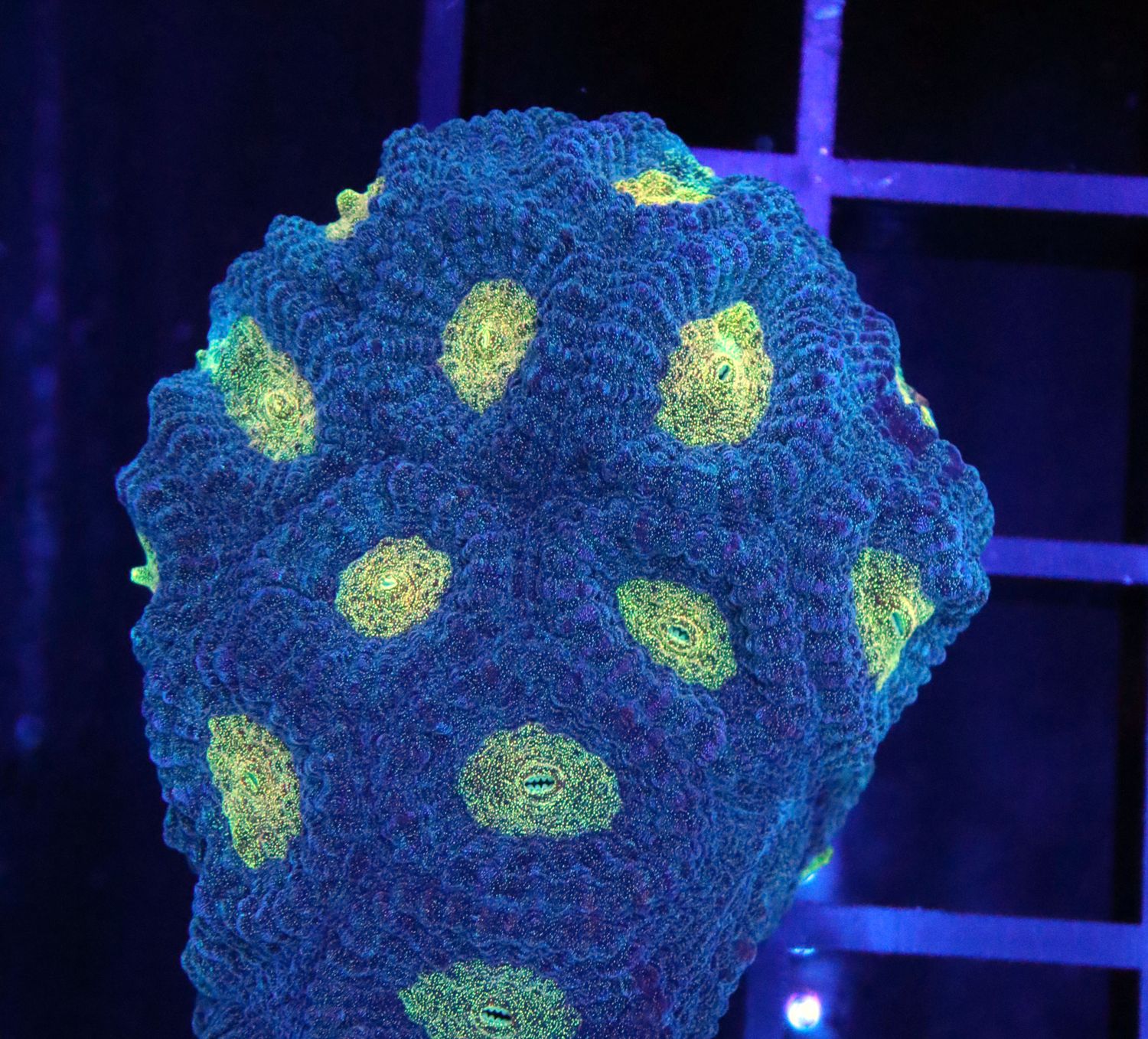 Angel&#39;s Breath Favia (Aquacultured Frag) APPX: 2 inches