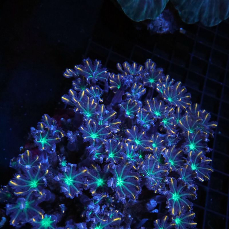 Firework Clove Polyp Colony