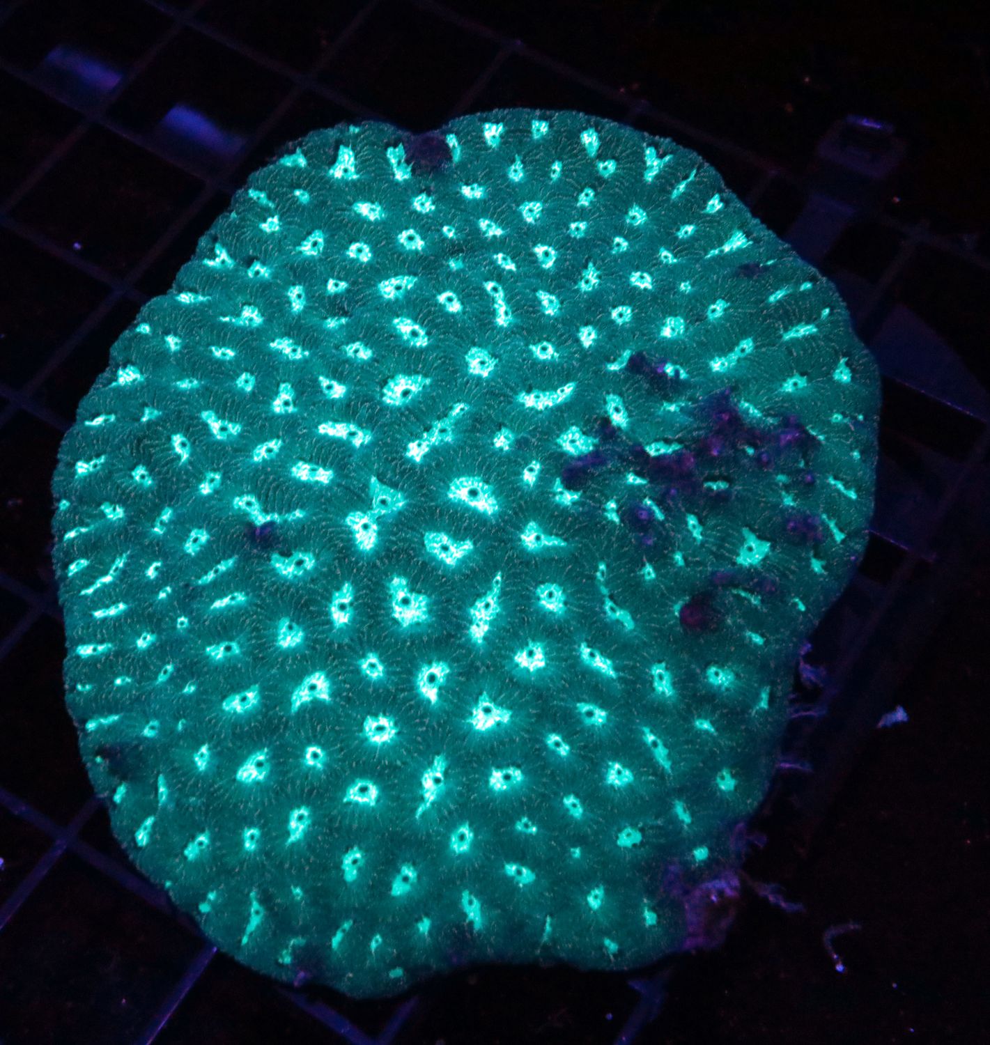 Green Brain Colony Fiji
