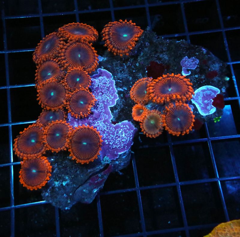 Orange Zoa Colony