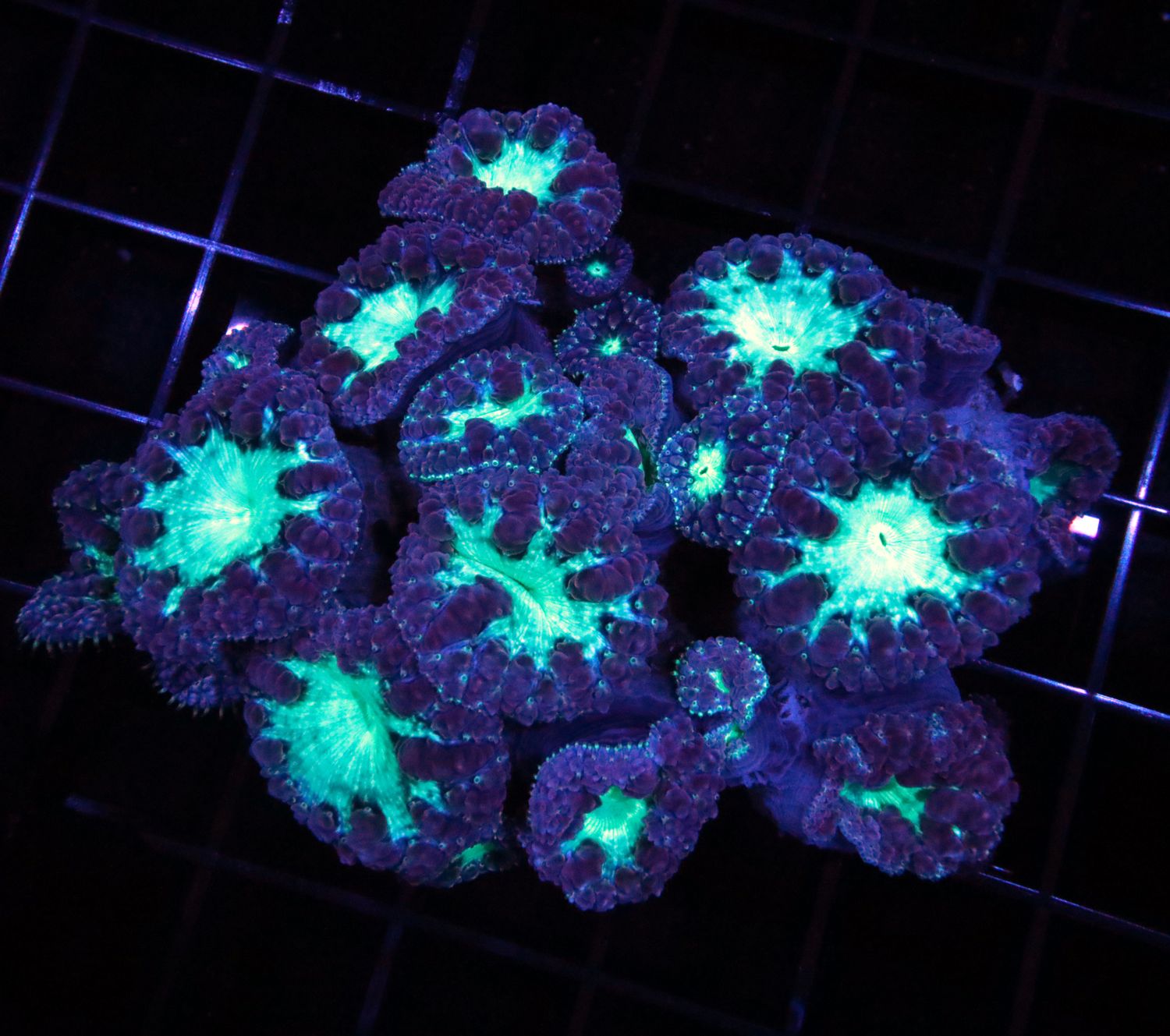 Purple Bicolor Blastomussa Colony