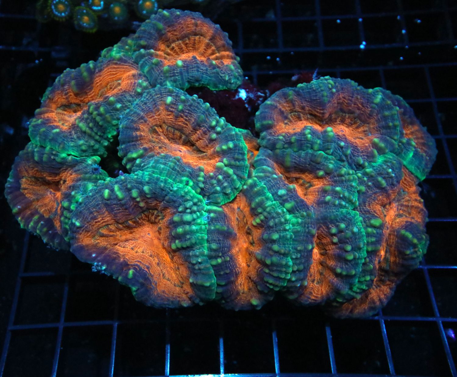 Ultra Bicolor Orange Lobo