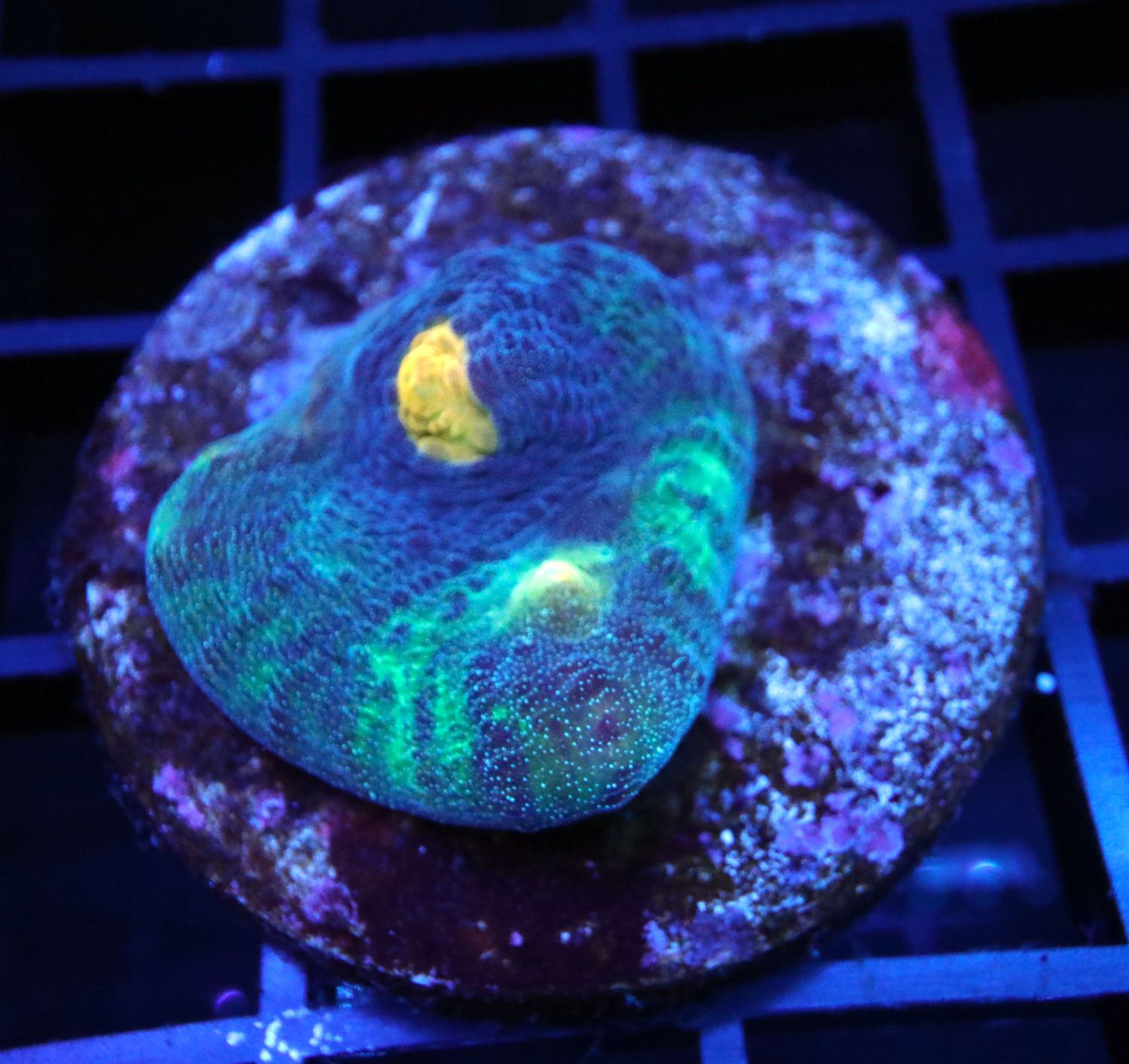 Ultra Chalice Frag
