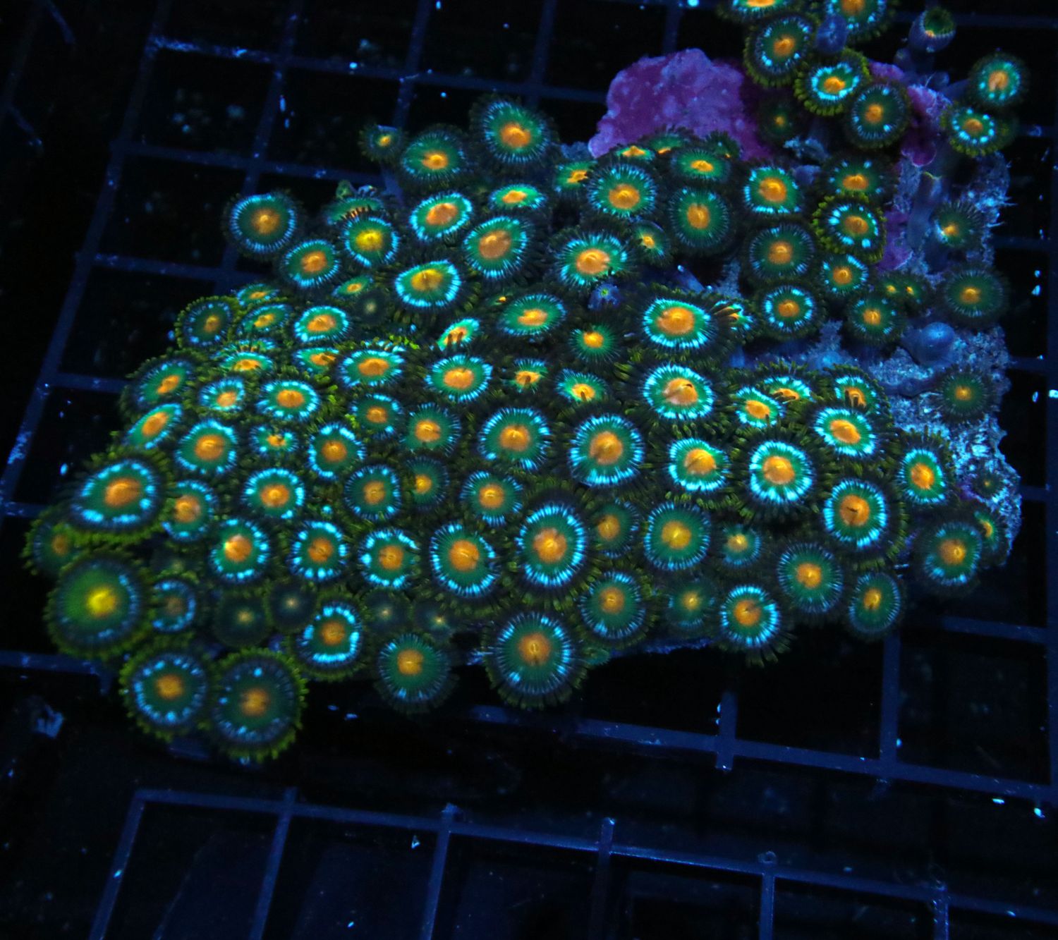 Ultra Zoa Colony