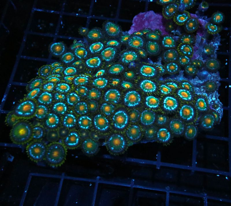 Ultra Zoa Colony