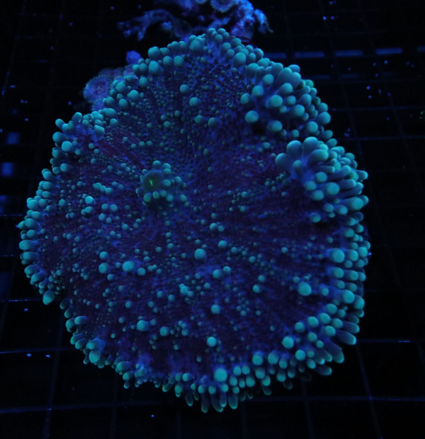 White Ring Purple Yuma Mushroom
