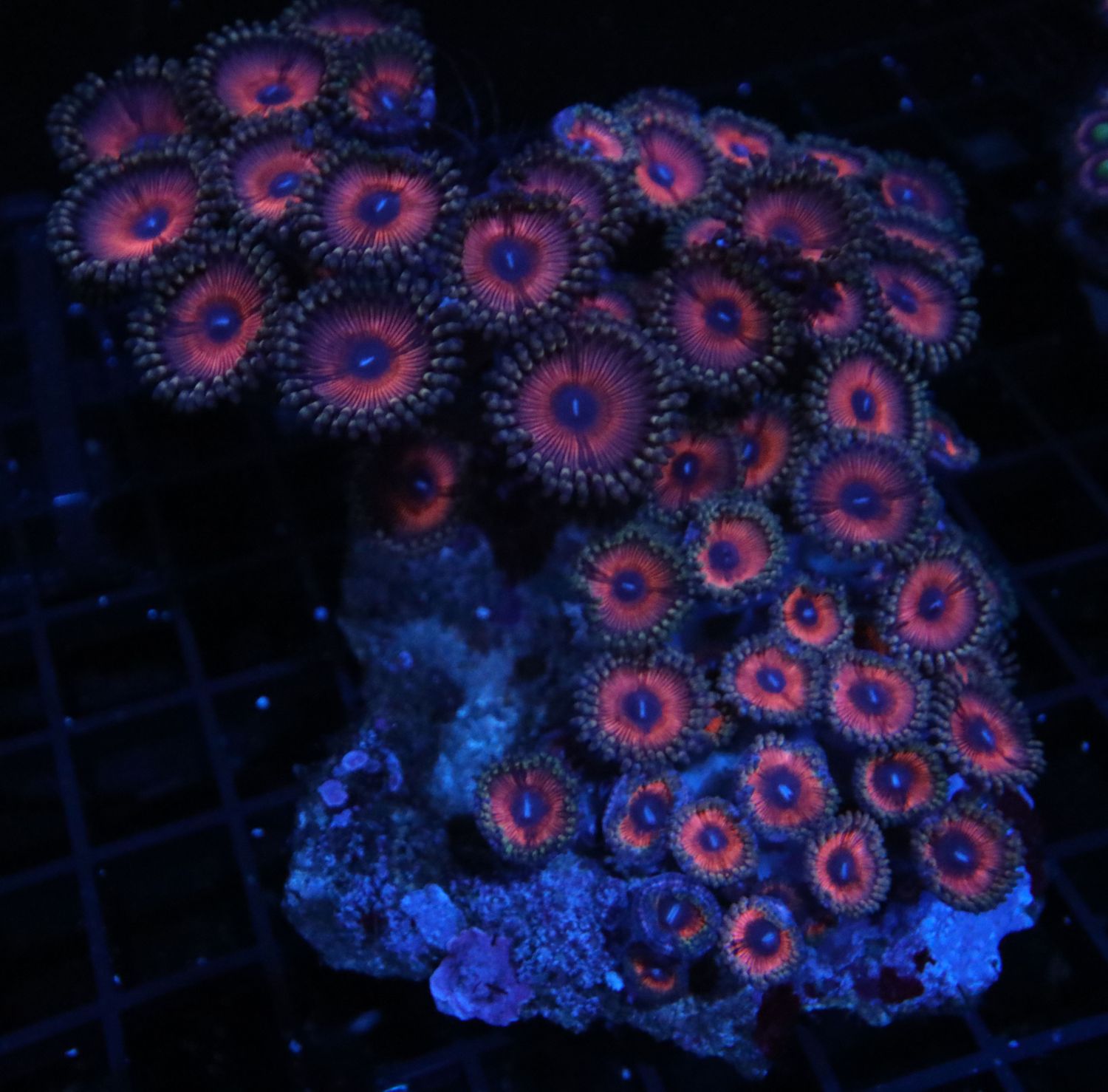 Ultra Pink Zoanthid Colony