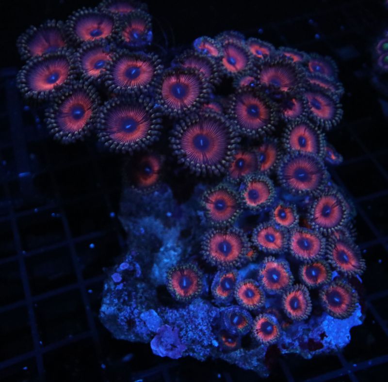 Ultra Pink Zoanthid Colony