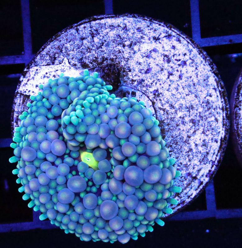 SOFT CORALS