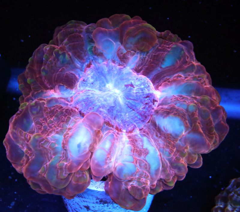 TOP 10 CORALS THIS WEEK!