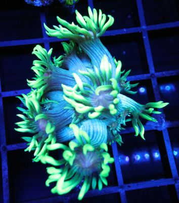 LPS CORALS