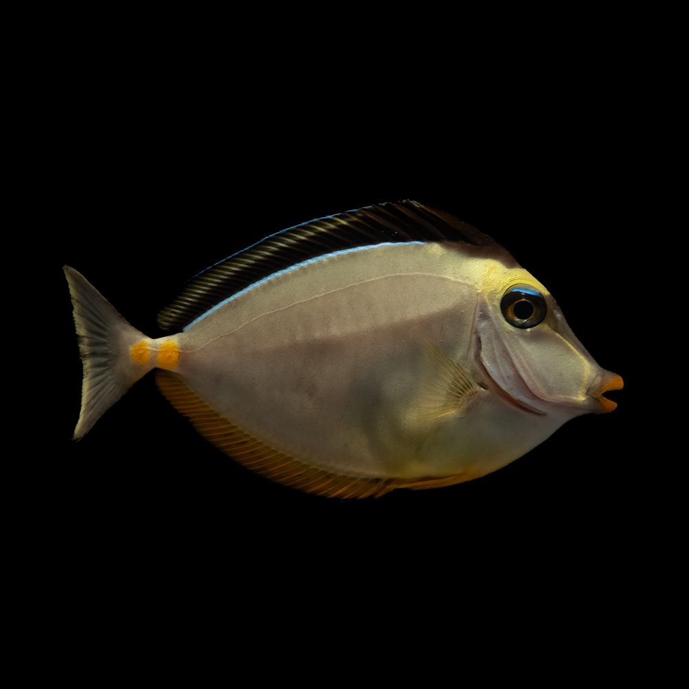 Naso Tang (Naso lituratus)