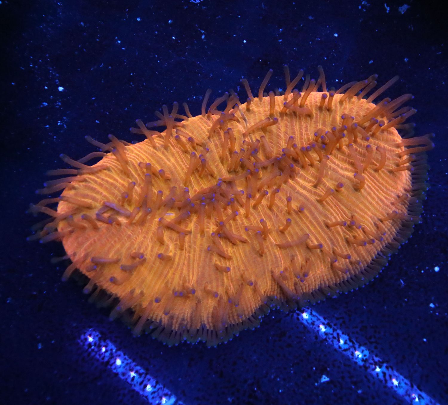 Ultra Orange Tongue Coral