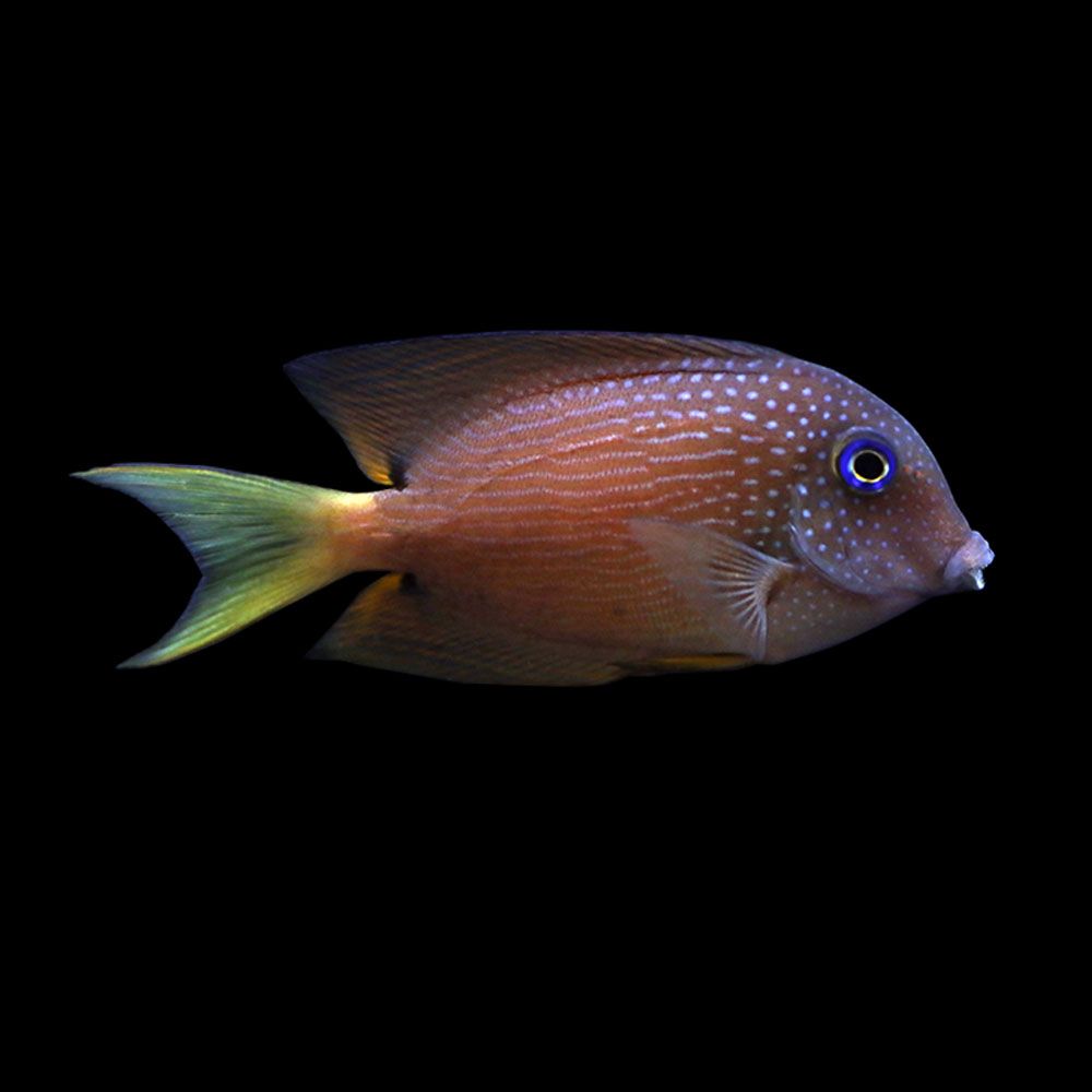Blue Eye Kole Tang (Ctenochaetus binotatus)