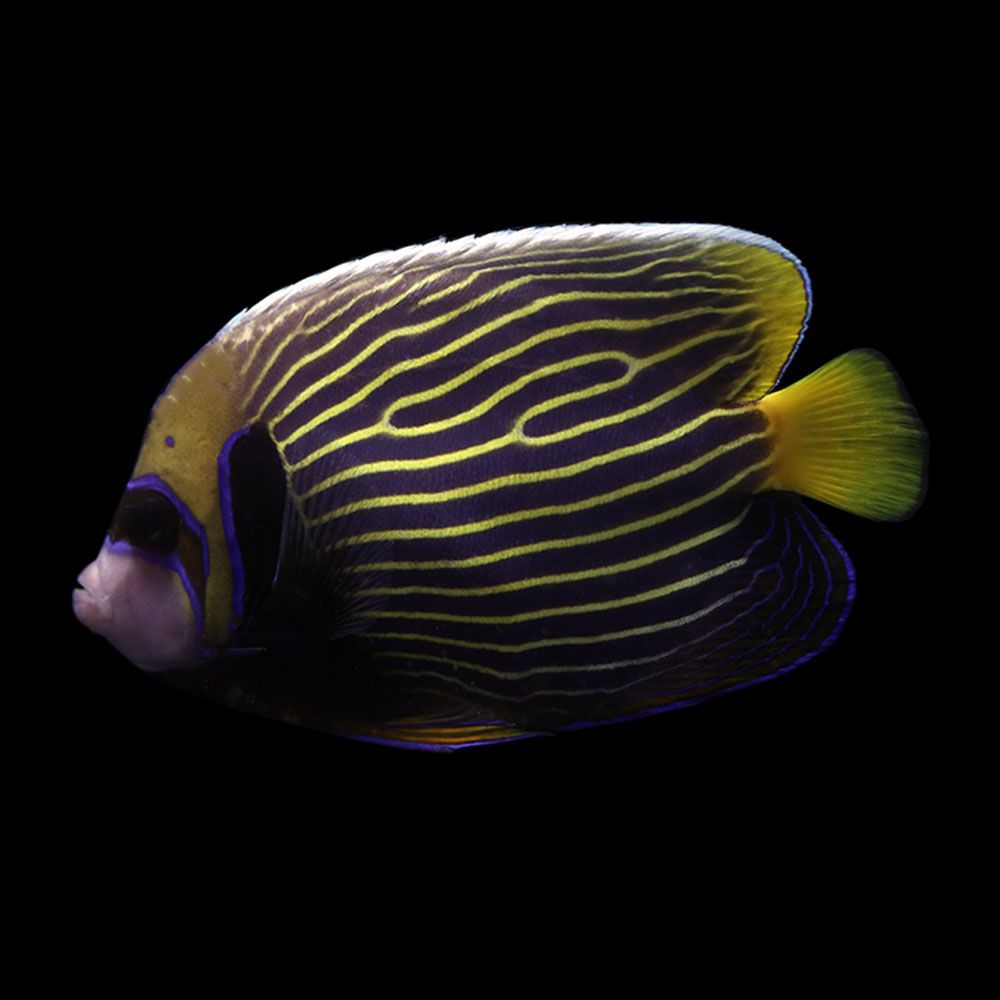Emperor Angelfish