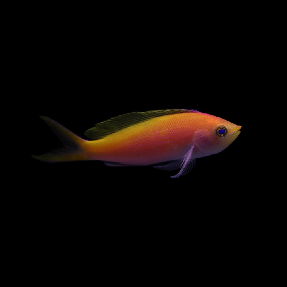 Bartlett&#39;s Anthias (Pseudanthias bartlettorum)