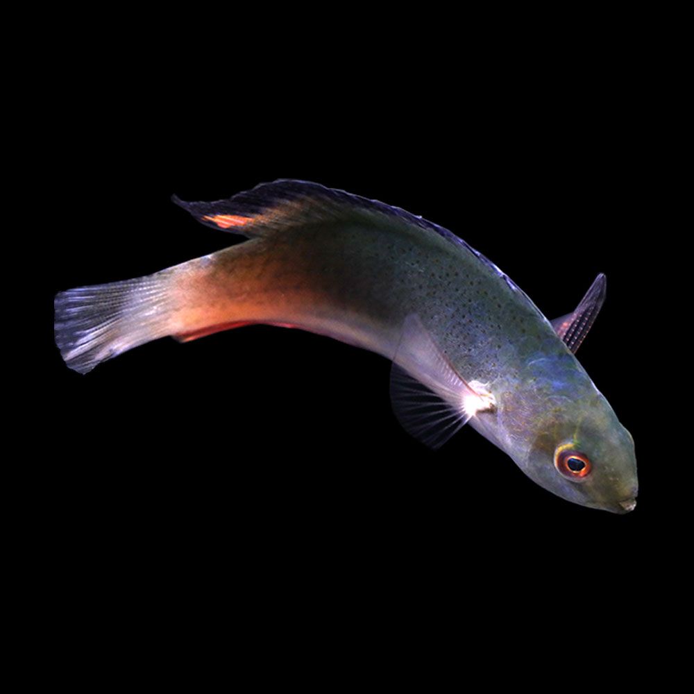 Blackfin Fairy Wrasse (Cirrhilabrus melanomarginatus)
