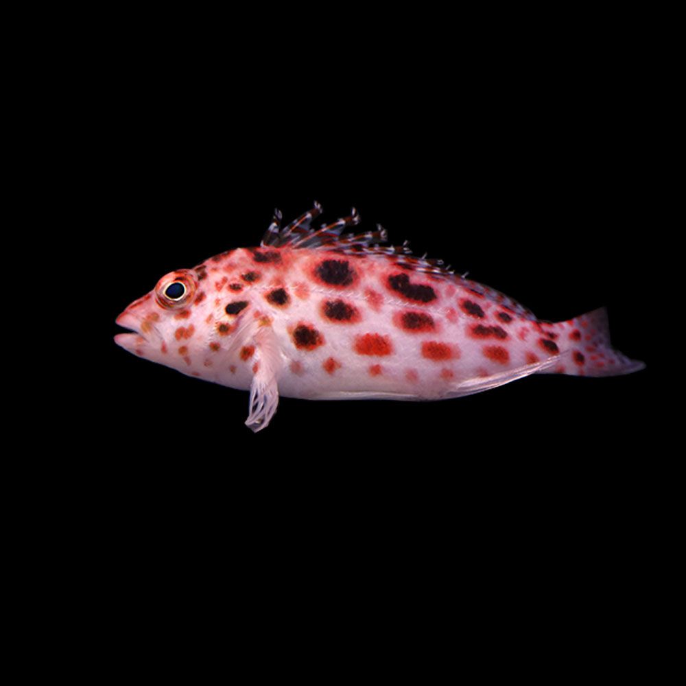 Coral Hawkfish (Cirrhitichthys oxycephalus)