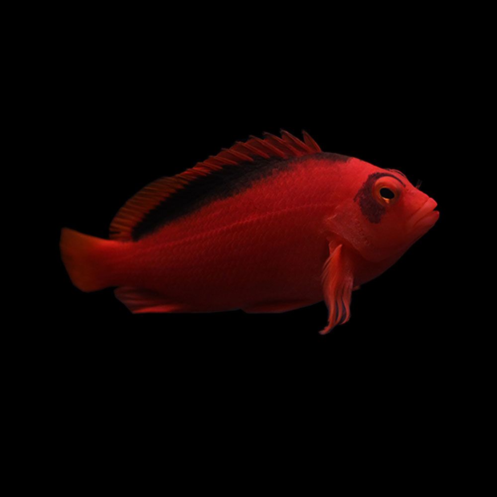 Flame Hawkfish (Neocirrhites armatus)