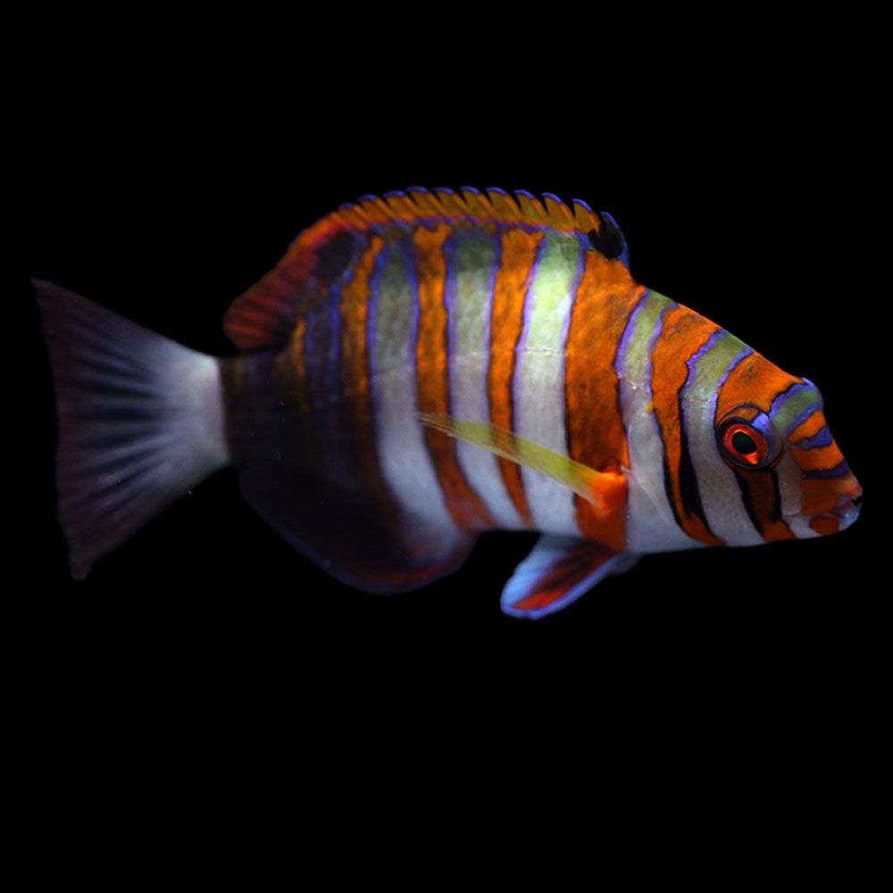 Harlequin Tusk (Choerodon fasciatus)