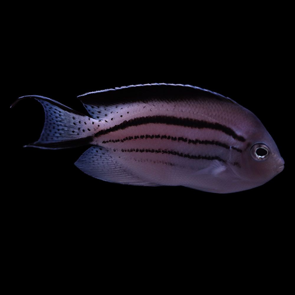 Lamarck&#39;s Angelfish (Genicanthus lamarck)