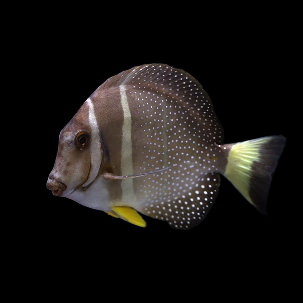 Mustard Tang (Acanthurus guttatus)