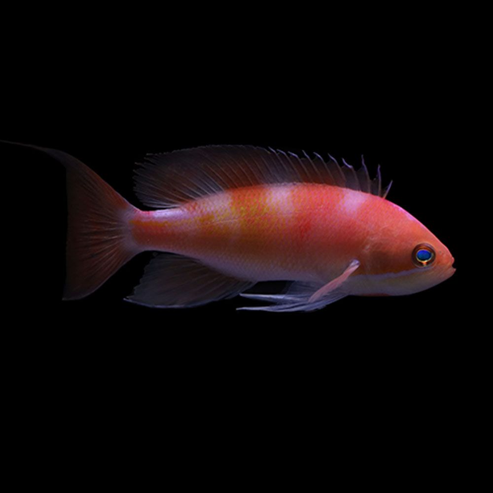 Kashiwae Anthias (Pseudanthias kashiwae)