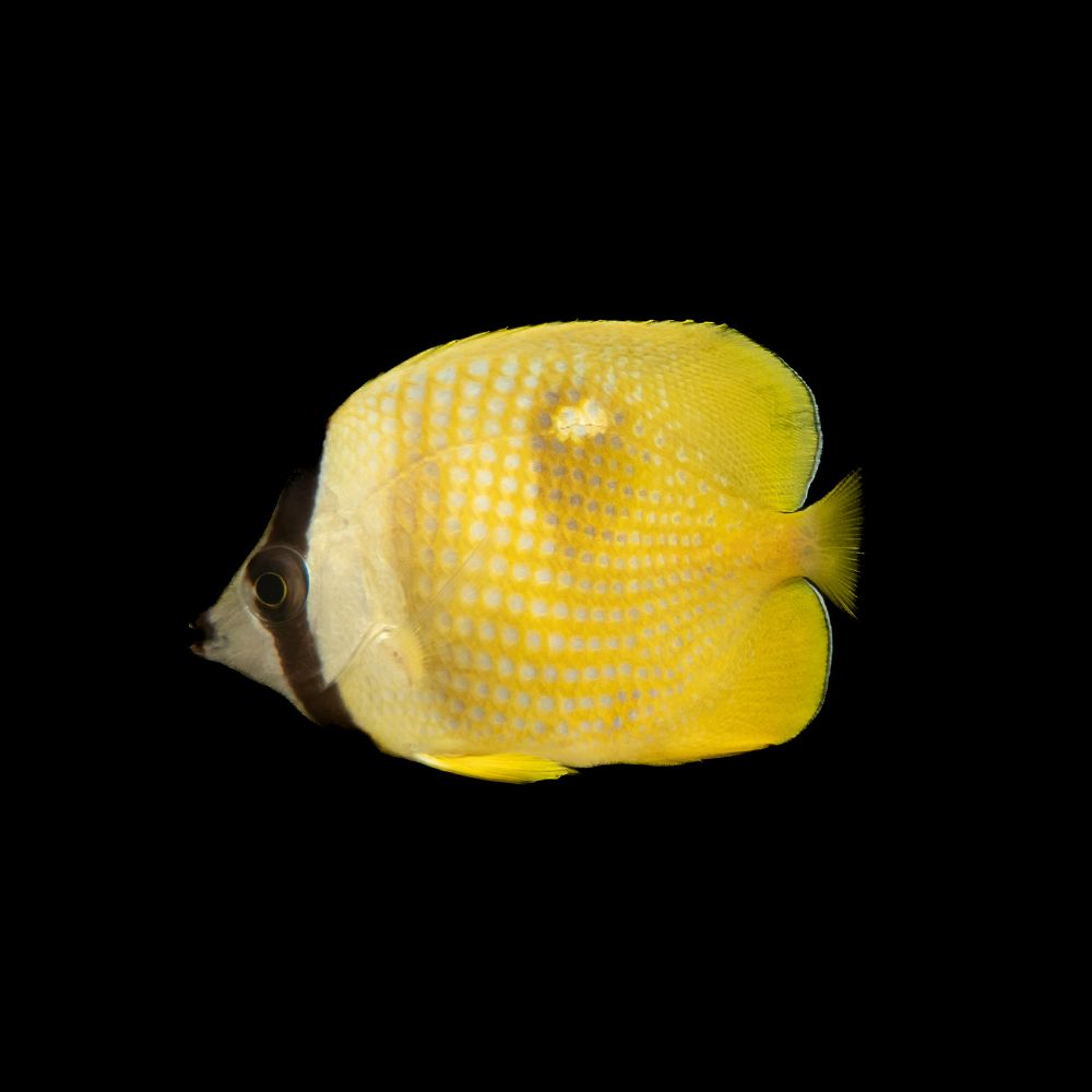 Klein&#39;s Butterfly (Chaetodon kleinii)