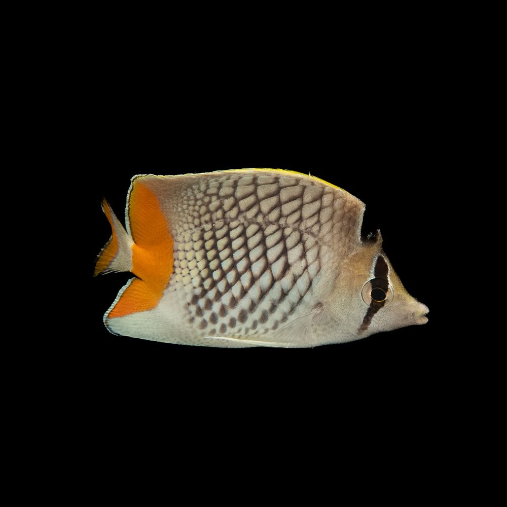 Pearlscale Butterfly (Chaetodon xanthurus)