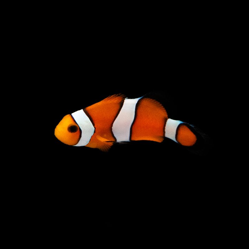 Clownfish