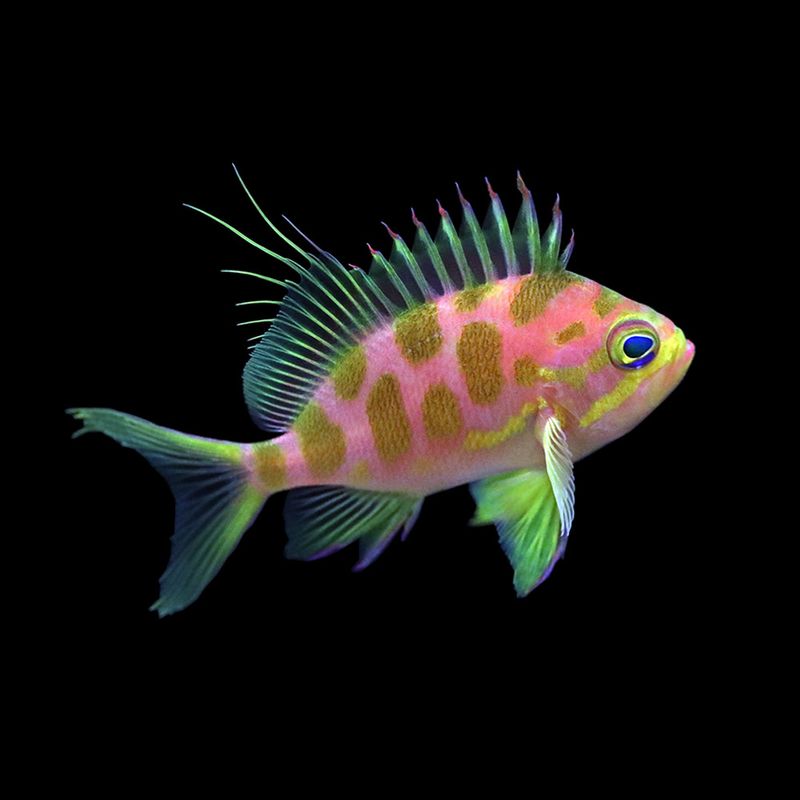 Blotched Anthias (Odontanthias borbonius)