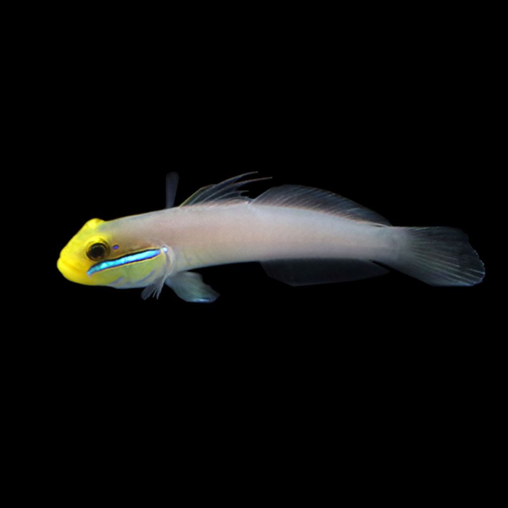 Gold Head Sleeper Goby