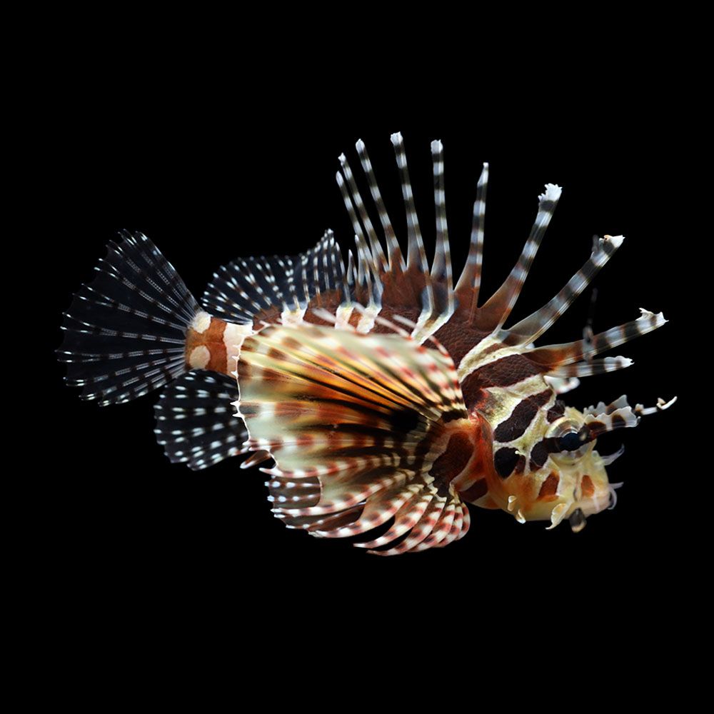 Dwarf/Zebra Lionfish (Dendrochirus zebra)
