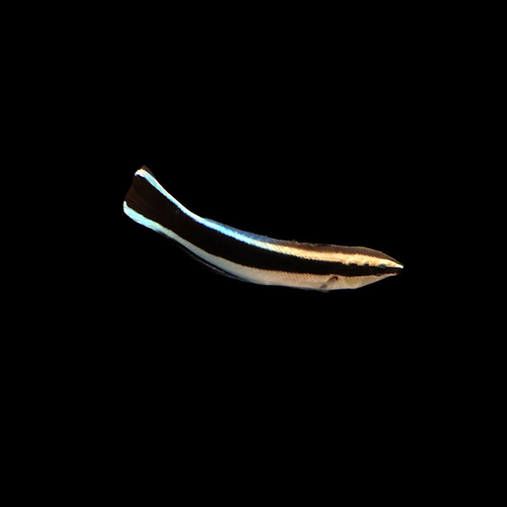 Bluestreak Cleaner Wrasse (Labroides dimidiatus)