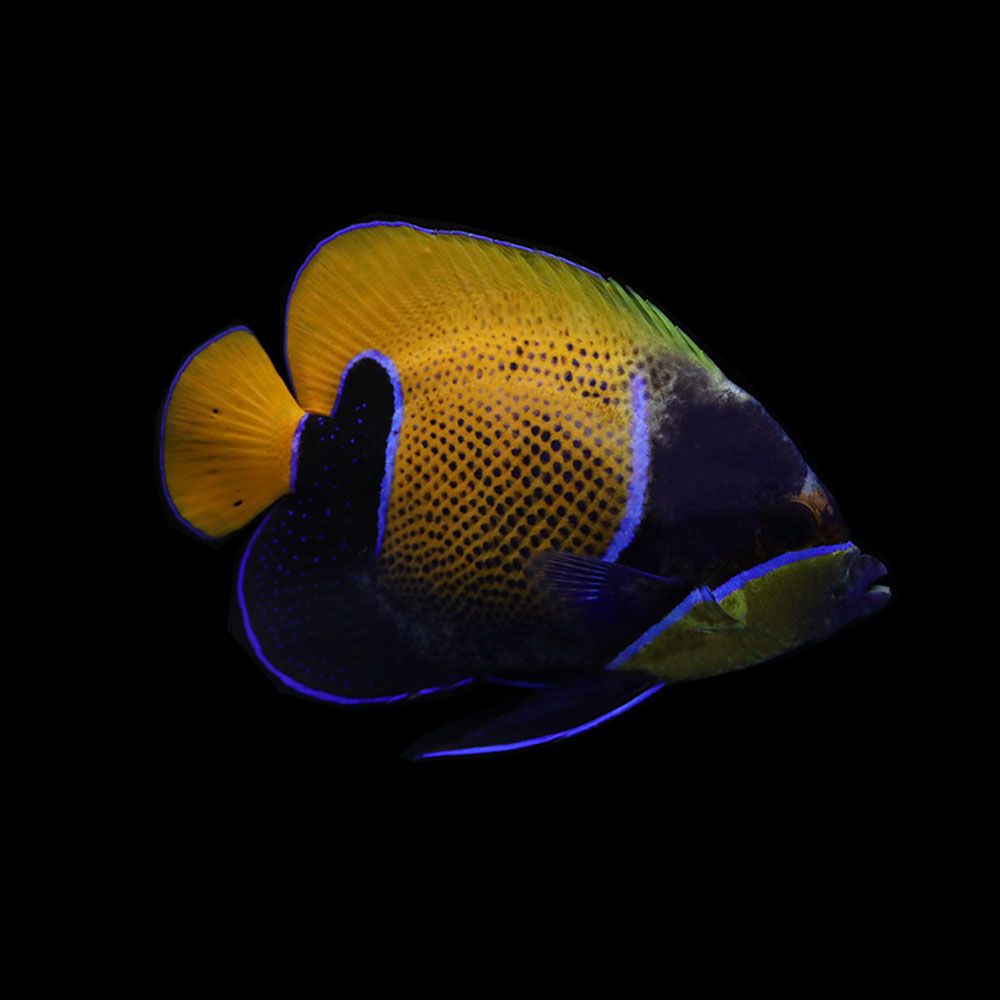 Majestic Angelfish (Pomacanthus navarchus)