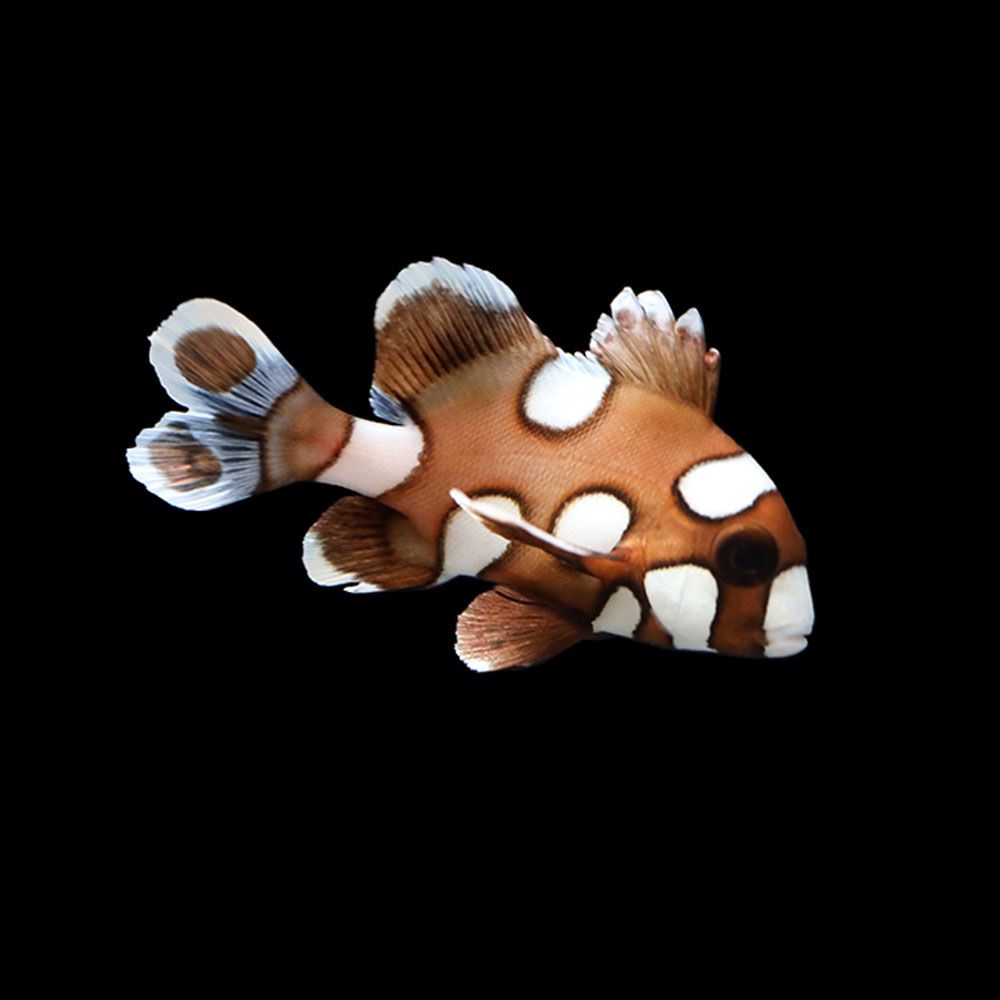 Harlequin Sweetlips (Plectorhincus chaetodonoides)