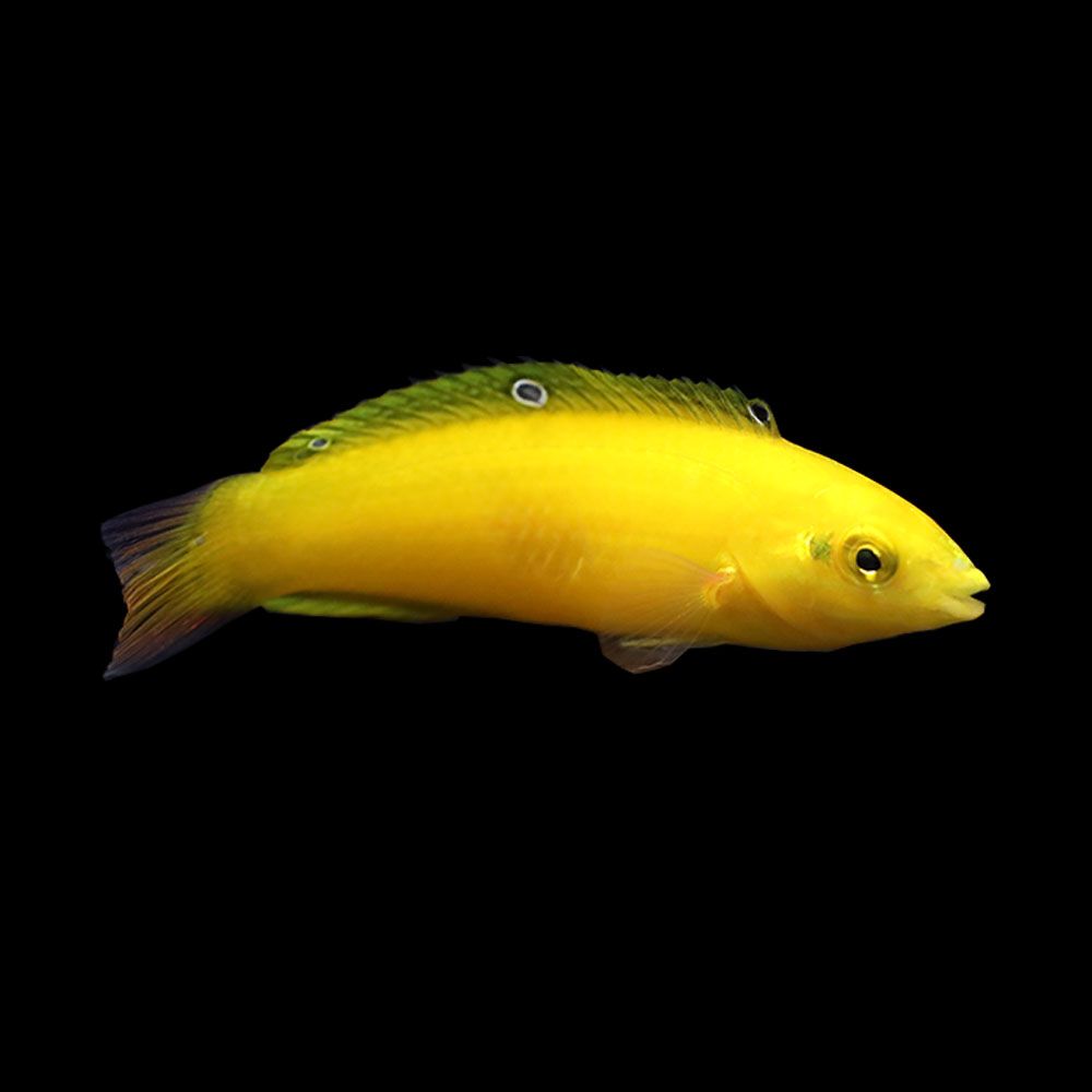 Yellow Coris Wrasse (Halichoeres chrysus)