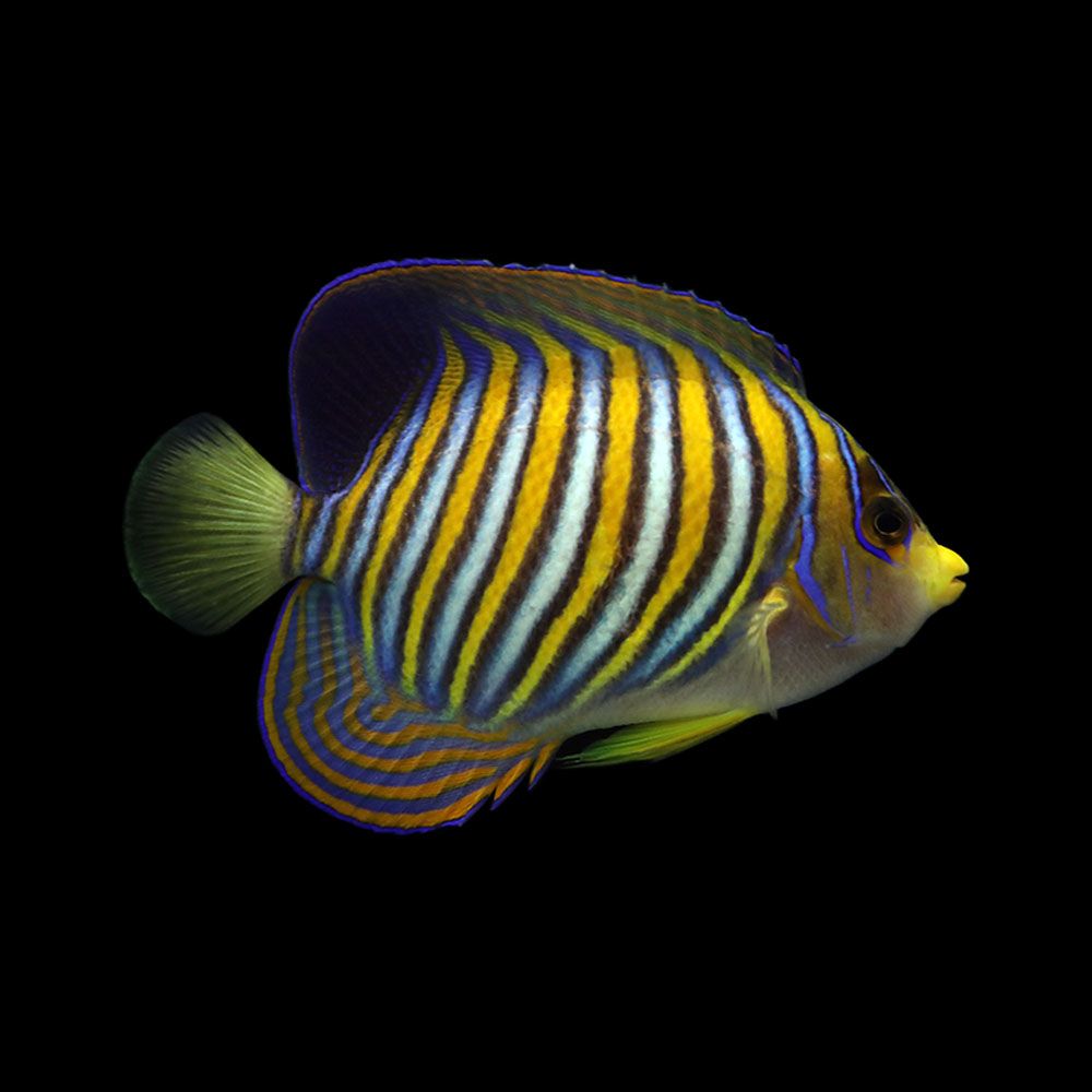Regal Angelfish (Pygoplites diacanthus)