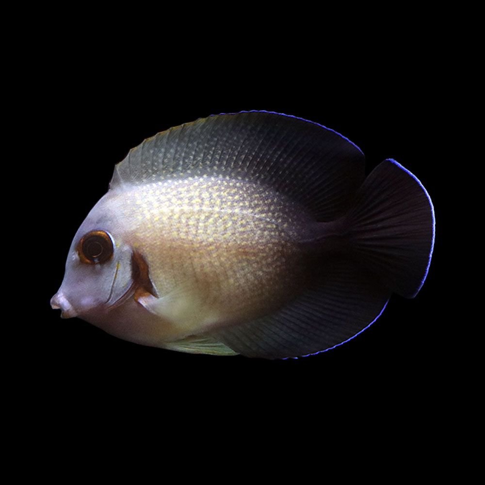 Half Black Mimic Tang (Acanthurus chronixis)