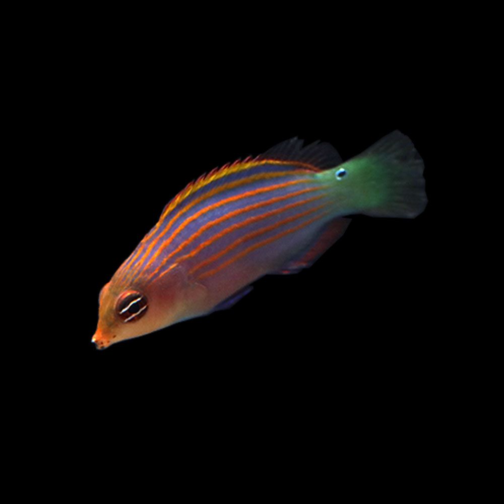 Sixline Wrasse (Pseudocheilinus hexataenia)