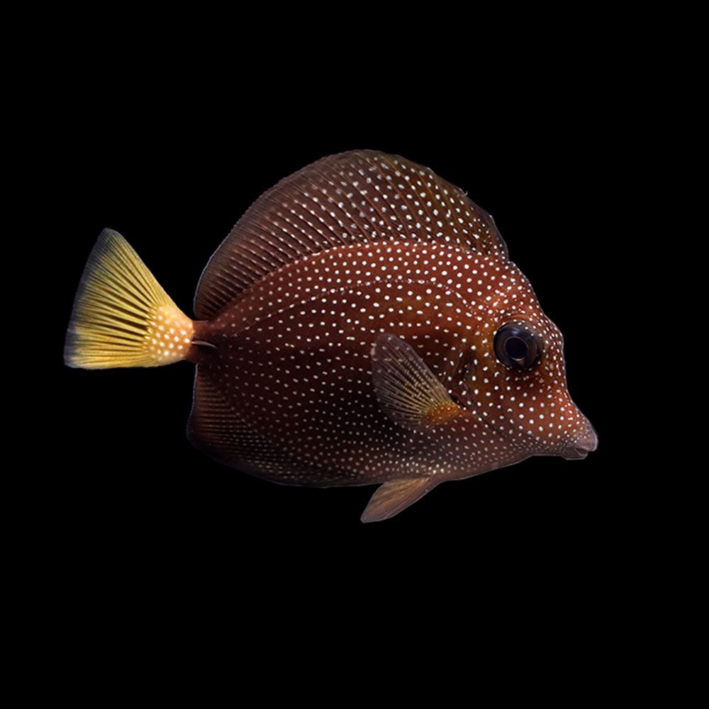 Gem Tang (Zebrasoma gemmatum)