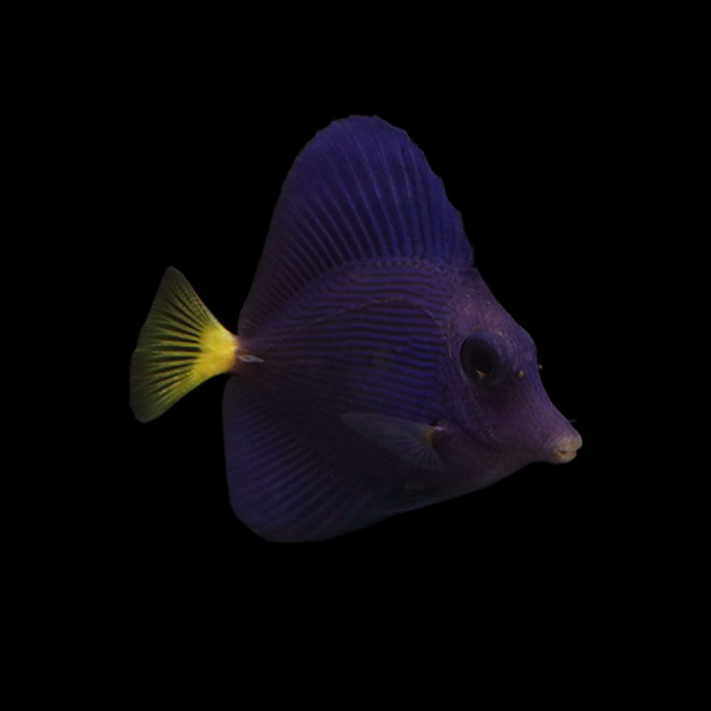 Purple Tang (Zebrasoma xanthurum)