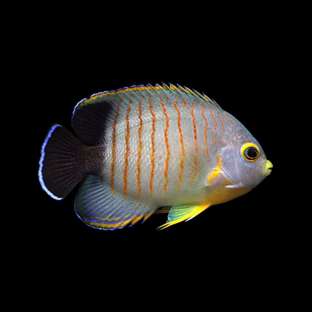 Eibl&#39;s Angel (Centropyge eibli)