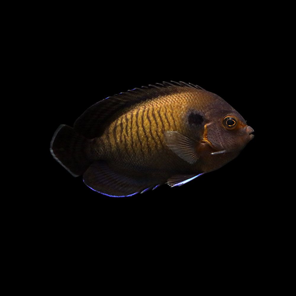 Bluefin Angelfish (Centropyge multispinis)